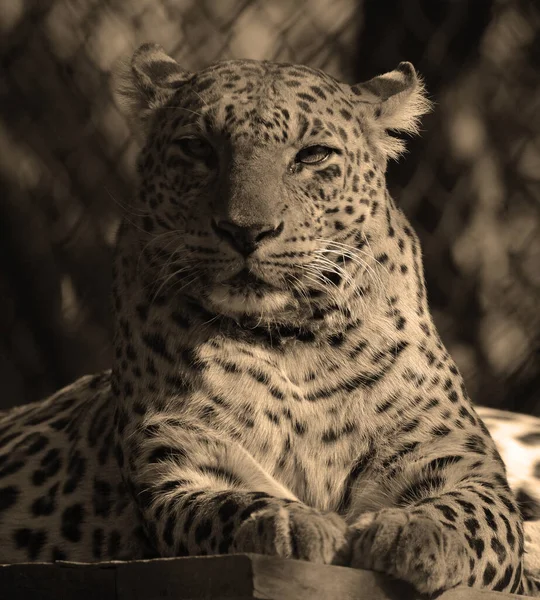 Les Léopards Asiatiques Restent Insaisissables Dans Les Parcs Inde Sri — Photo