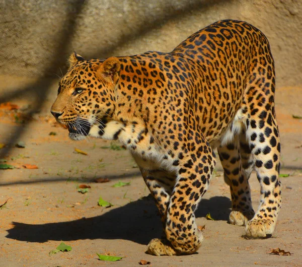 Léopard Asiatique Reste Insaisissable Dans Les Parcs Inde Sri Lanka — Photo