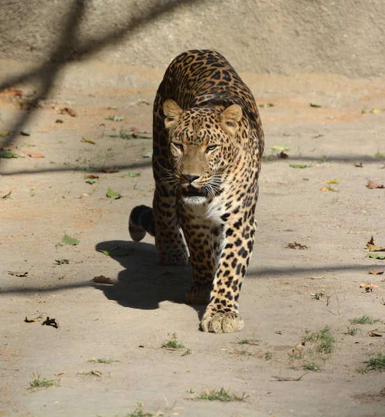 Leopardo Asiático Sigue Siendo Esquivo Los Parques India Sri Lanka —  Fotos de Stock