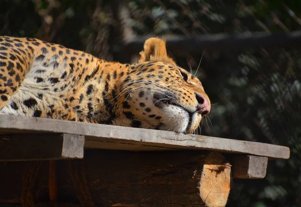 Leopardo Asiático Permanece Indescritível Nos Parques Índia Sri Lanka Devido — Fotografia de Stock
