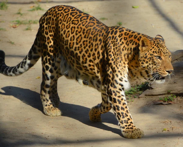 Leopardo Asiático Permanece Indescritível Nos Parques Índia Sri Lanka Devido — Fotografia de Stock