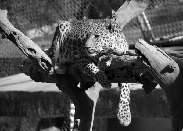 Asiatic Leopard Remain Elusive Parks India Sri Lanka Due Lack — Stock Photo, Image