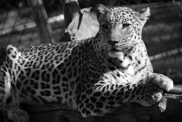 在印度和斯里兰卡的公园里 亚洲豹仍然难以捉摸 因为缺乏其他主要的掠食者 在亚洲猎捕猎豹比在非洲猎捕更为容易 — 图库照片