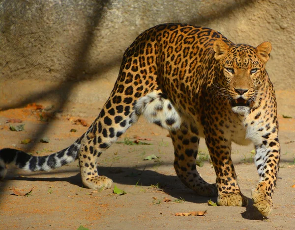 Азиатский Леопард Остается Неуловимым Парках Индии Шри Ланки Отсутствия Других — стоковое фото