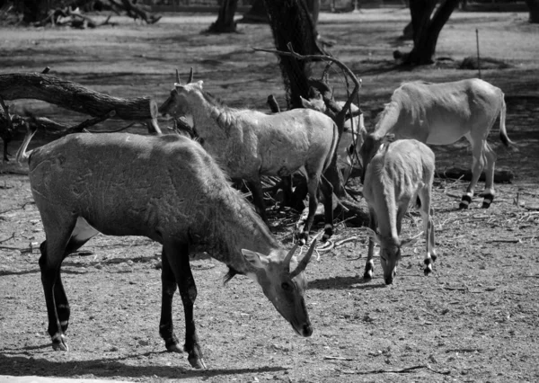 Nilgai Vagy Kék Tehén Boselaphus Tragocamelus Legnagyobb Ázsiai Antilop Endémiás — Stock Fotó