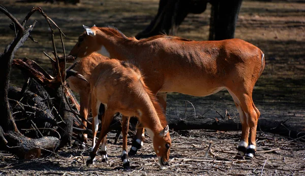 Нилгай Голубая Корова Boselaphus Tragocamelus Является Крупнейшей Азиатской Антилопой Эндемиком — стоковое фото