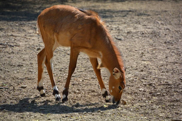 Nilgai Mucca Blu Boselaphus Tragocamelus Più Grande Antilope Asiatica Endemica — Foto Stock