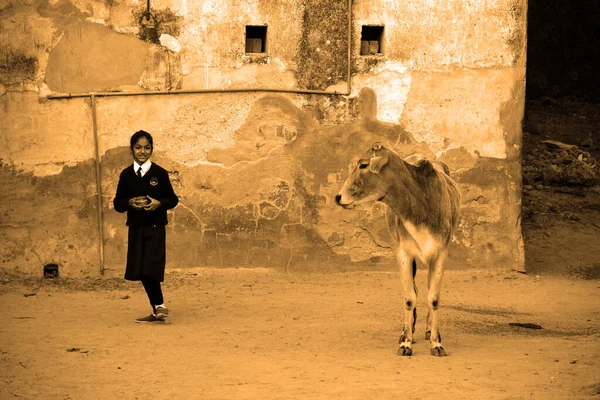 Mandawa Rajasthan India 2023年 女の子と牛 — ストック写真