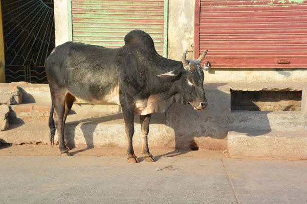 Rural Rajasthan India 2023 Cattles Walking Road Indian Cow Street — Foto de Stock