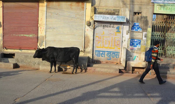 Rural Rajasthan India 2023 Cattles Walking Road Indian Cow Street — Stock Photo, Image