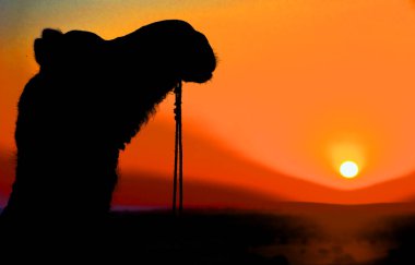 Thar, Jaisalmer, Rajasthan, Hindistan çöllerinde deve çizimi