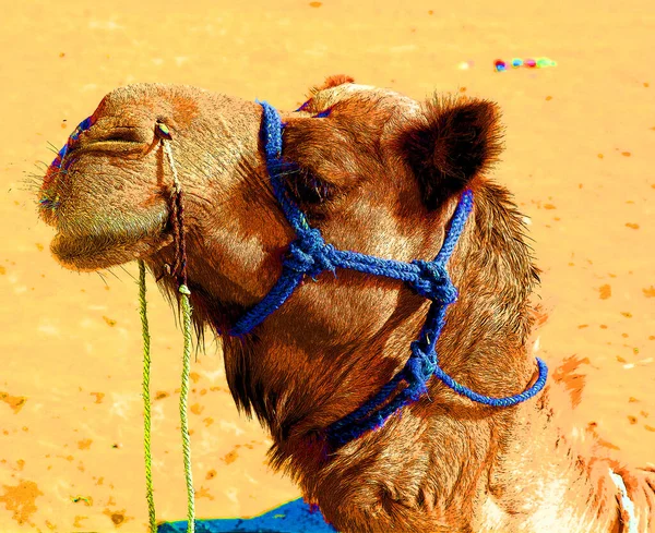 Camel Illustration Desert Thar Jaisalmer Rajasthan India — Stock Photo, Image