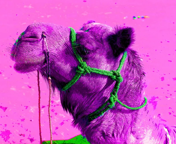 Ilustração Camelo Deserto Thar Jaisalmer Rajasthan Índia — Fotografia de Stock
