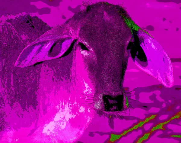 Порода Брахман Возникла Bos Indicus Скота Индии Священный Скот Индии — стоковое фото