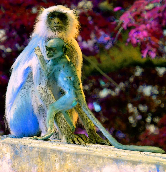 Illustration Gray Langurs Also Called Hanuman Langurs Hanuman Monkeys Old — Stock Photo, Image