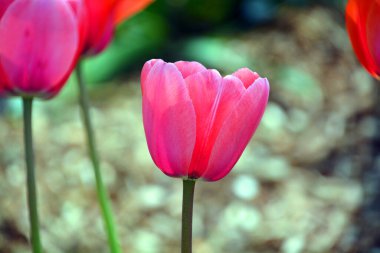 Laleler, Tulipa cinsinde gösterişli çiçekleri olan ve 109 türü barındıran uzun ömürlü, soğanlı bir bitkidir.