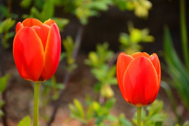 Laleler, Tulipa cinsinde gösterişli çiçekleri olan ve 109 türü barındıran uzun ömürlü, soğanlı bir bitkidir.