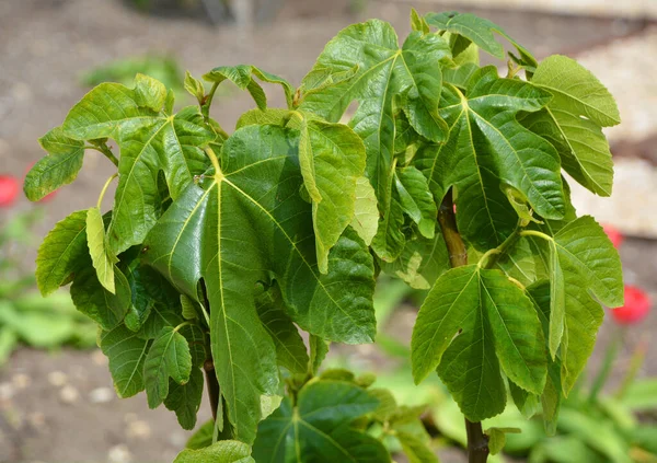 Figa Jest Jadalnym Owocem Ficus Carica Gatunku Małego Drzewa Rodziny — Zdjęcie stockowe