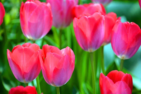 Tulpen Sind Eine Mehrjährige Zwiebelpflanze Mit Auffälligen Blüten Der Gattung — Stockfoto