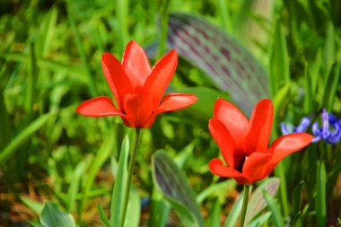 Latince özel bir lakap olan 