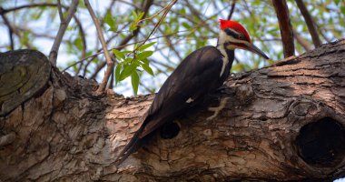 Pileated woodpecker is a large, mostly black woodpecker native to North America. An insectivore it inhabits deciduous forests in eastern North America, the Great Lakes and the boreal forests of Canada clipart