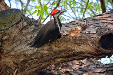 Pileye bulanmış ağaçkakan, Kuzey Amerika 'ya özgü büyük ve çoğunlukla siyah bir ağaçkakandır. Bir böcek yuvası, Kuzey Amerika 'nın doğusunda, Büyük Göller' de ve Kanada 'nın sıkıcı ormanlarında yaşar.