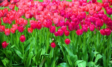 Laleler, Tulipa cinsinde gösterişli çiçekleri olan ve 109 türü barındıran uzun ömürlü, soğanlı bir bitkidir.
