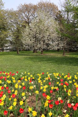 Laleler çiçek açmadan önce, Tulipa cinsinde gösterişli çiçekleri olan çok yıllık, soğanlı bir bitkidir ve bunların 109 'u türdür.