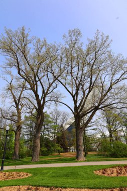 Quebec, Kanada, Kuzey Amerika 'da bahar mevsiminde dipten ağaçlar