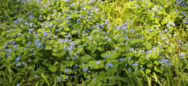 Brunnera makrophylla (