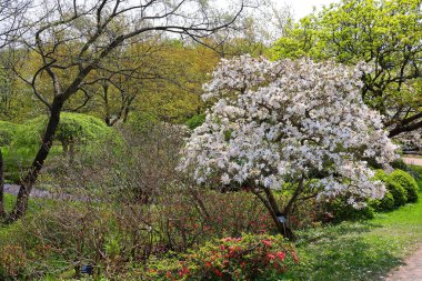 Magnolia ağacı, Magnoliaceae familyasının Magnolioideae alt familyasından 210 çiçekli büyük bir bitki türüdür. Adını Fransız botanikçi Pierre Magnol 'dan almıştır..