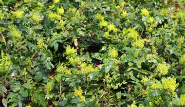 Mahonia Tövbe veya sürünen mahonia, sürünen Oregon üzümü, sürünen böğürtlen veya secde eden böğürtlen, Kuzey Amerika 'nın Rocky Dağları ve batıdaki bölgelerine özgü bir Mahonia türüdür.