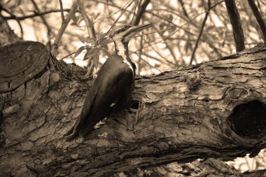 Pileye bulanmış ağaçkakan, Kuzey Amerika 'ya özgü büyük ve çoğunlukla siyah bir ağaçkakandır. Bir böcek yuvası, Kuzey Amerika 'nın doğusunda, Büyük Göller' de ve Kanada 'nın sıkıcı ormanlarında yaşar.