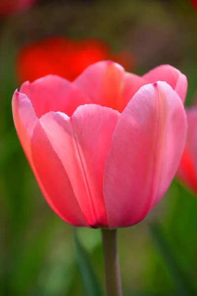 Tulpen Sind Eine Mehrjährige Zwiebelpflanze Mit Auffälligen Blüten Der Gattung — Stockfoto