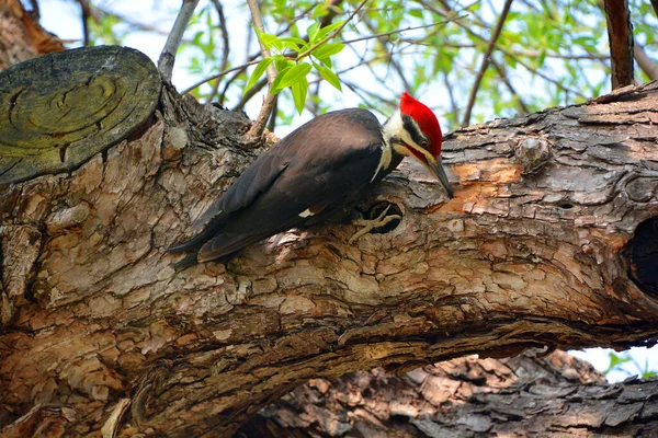 Pileated Woodpecker Large Mostly Black Woodpecker Native North America Insectivore — Stock Photo, Image