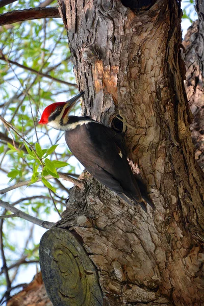 Pileated Woodpecker Pica Pau Grande Principalmente Preto Nativo América Norte — Fotografia de Stock