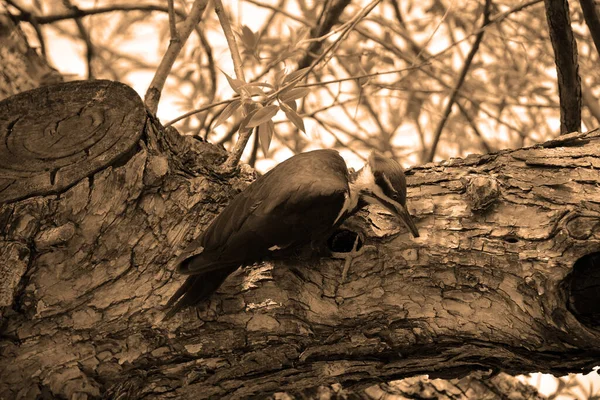Burung Pelatuk Pileated Adalah Burung Pelatuk Besar Sebagian Besar Hitam — Stok Foto
