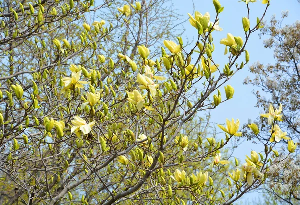 Magnolia Ağacı Magnoliaceae Familyasının Magnolioideae Alt Familyasından 210 Çiçekli Büyük — Stok fotoğraf
