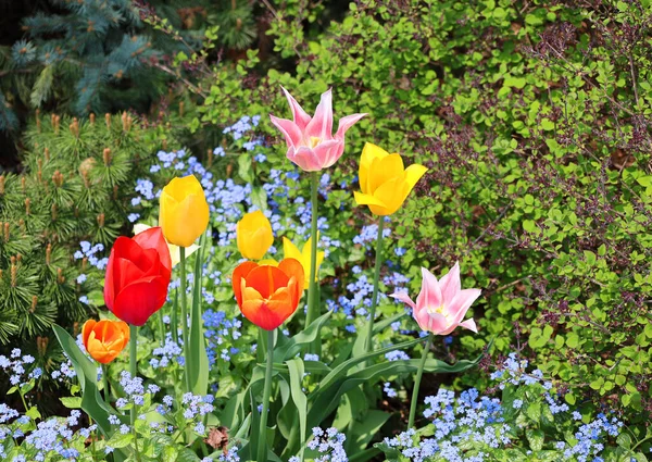 Tulipany Wieloletnia Bulwiasta Roślina Okazałymi Kwiatami Rodzaju Tulipa Których 109 — Zdjęcie stockowe