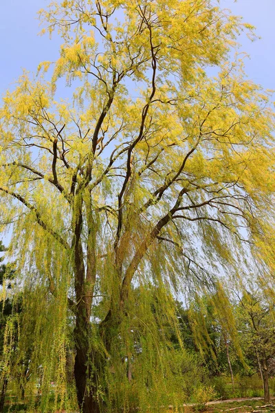 Willows Sallows Osiers Form Genus Salix 400 Species Deciduous Trees — Stock Photo, Image