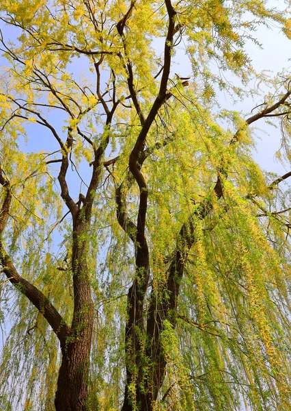 Salgueiros Salgueiros Osiers Formam Gênero Salix Cerca 400 Espécies Árvores — Fotografia de Stock