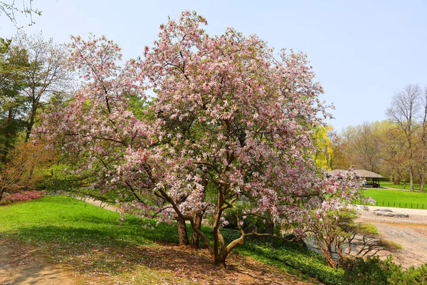 Magnolia Tree Flower Large Genus 210 Flowering Plant Species Subfamily — Stock Photo, Image