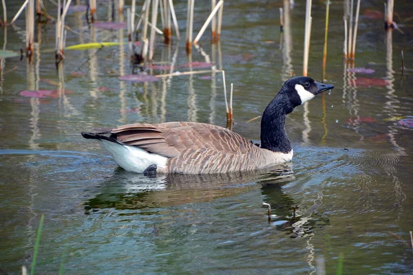 Canada goose is a large wild goose species with a black head and neck, white patches on the face, and a brown body.
