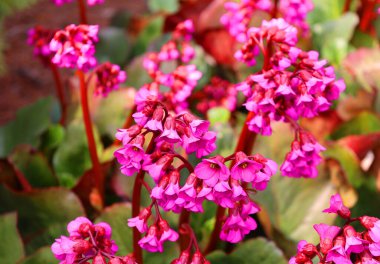 Bergenia crassifolia, Saxifragaceae familyasından bir bitki türü. Yaygın isimler, kalp yaprakları, deri, kış çiçekleri, fil kulaklı berganya.