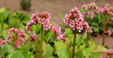 Bergenia crassifolia, Saxifragaceae familyasından bir bitki türü. Yaygın isimler, kalp yaprakları, deri, kış çiçekleri, fil kulaklı berganya.