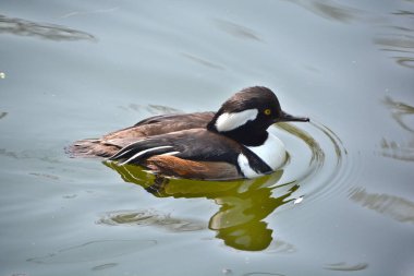 Erkek kapüşonlu merganser (Lophodytes cucullatus), Anatinae familyasından bir ördek türü. Lophodytes cinsinde yaşayan tek türdür..
