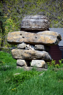 Inukshuk kutup tilkisi (İngilizce: 