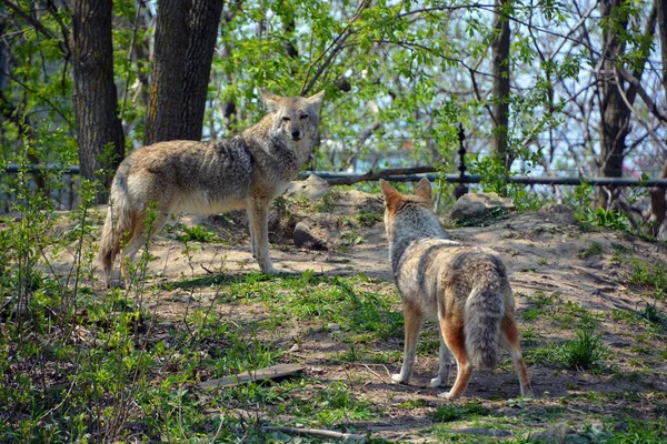Coyote También Conocido Como Chacal Americano Lobo Pincel Lobo Pradera — Foto de Stock