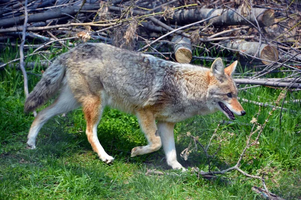 Coyote También Conocido Como Chacal Americano Lobo Pincel Lobo Pradera —  Fotos de Stock
