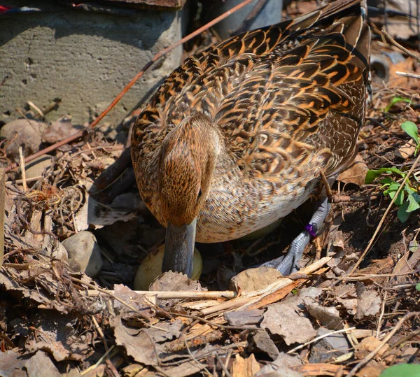 stock image Female mallard taking care of her eggs in spring season, Montreal, Quebec, Canada, North America 